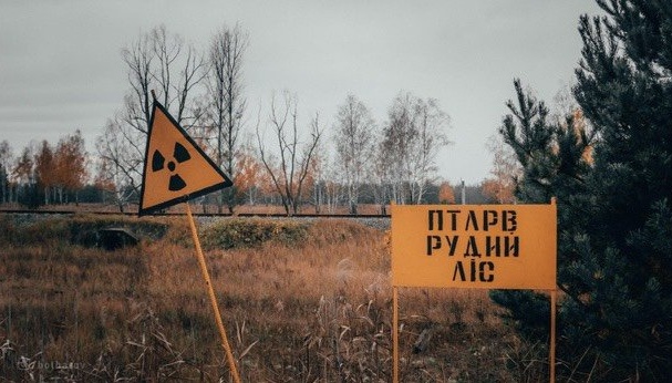 рудий ліс